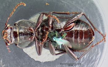 Media type: image;   Entomology 5614 Aspect: habitus ventral view